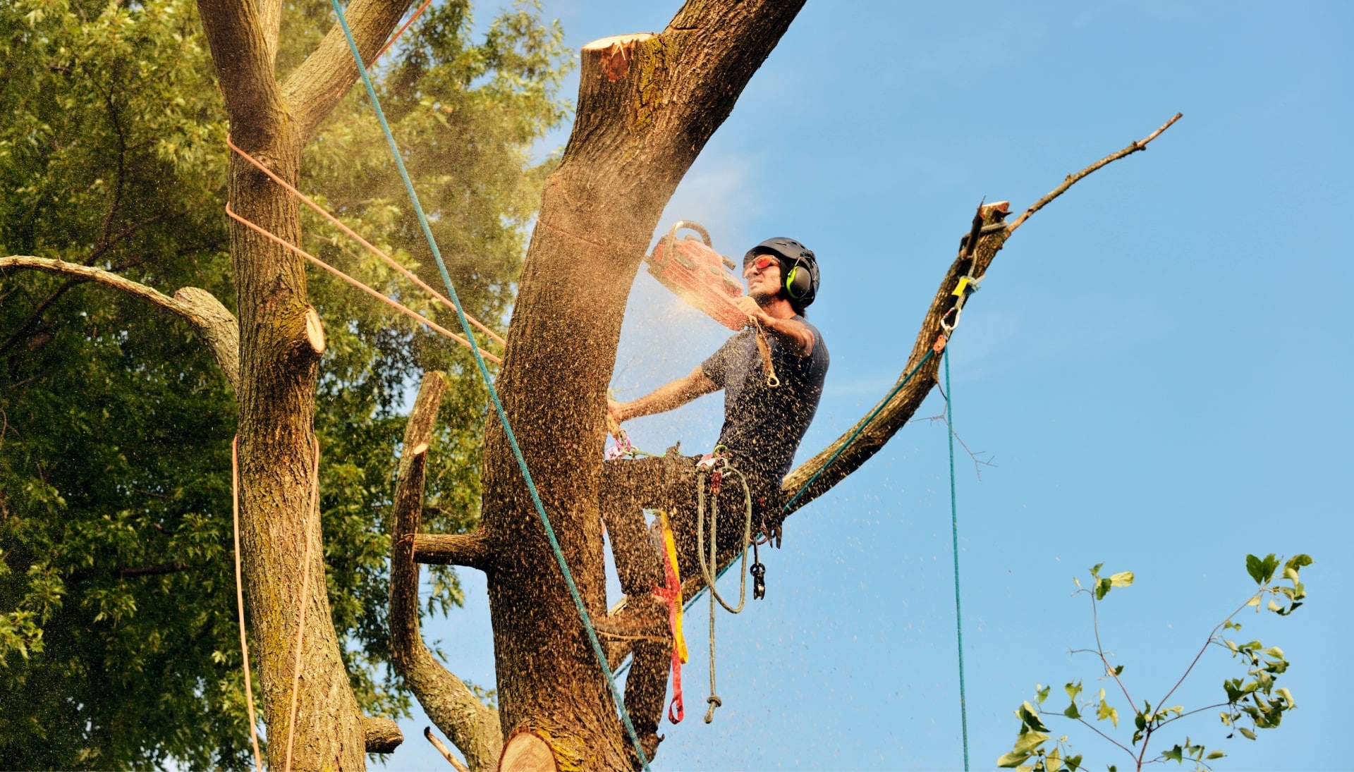 Get rid of tree problems with the expert tree removal contractors in Boston