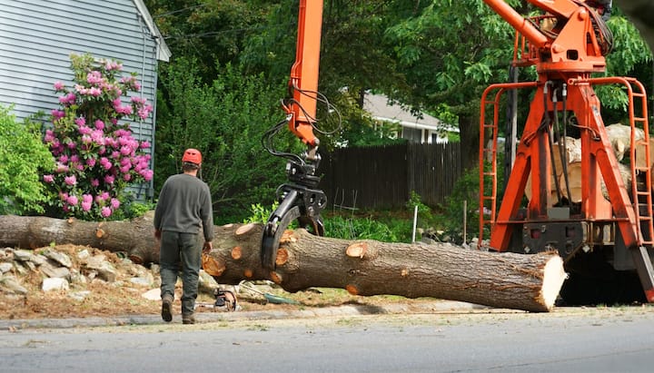 Local partner for Tree removal services in Boston