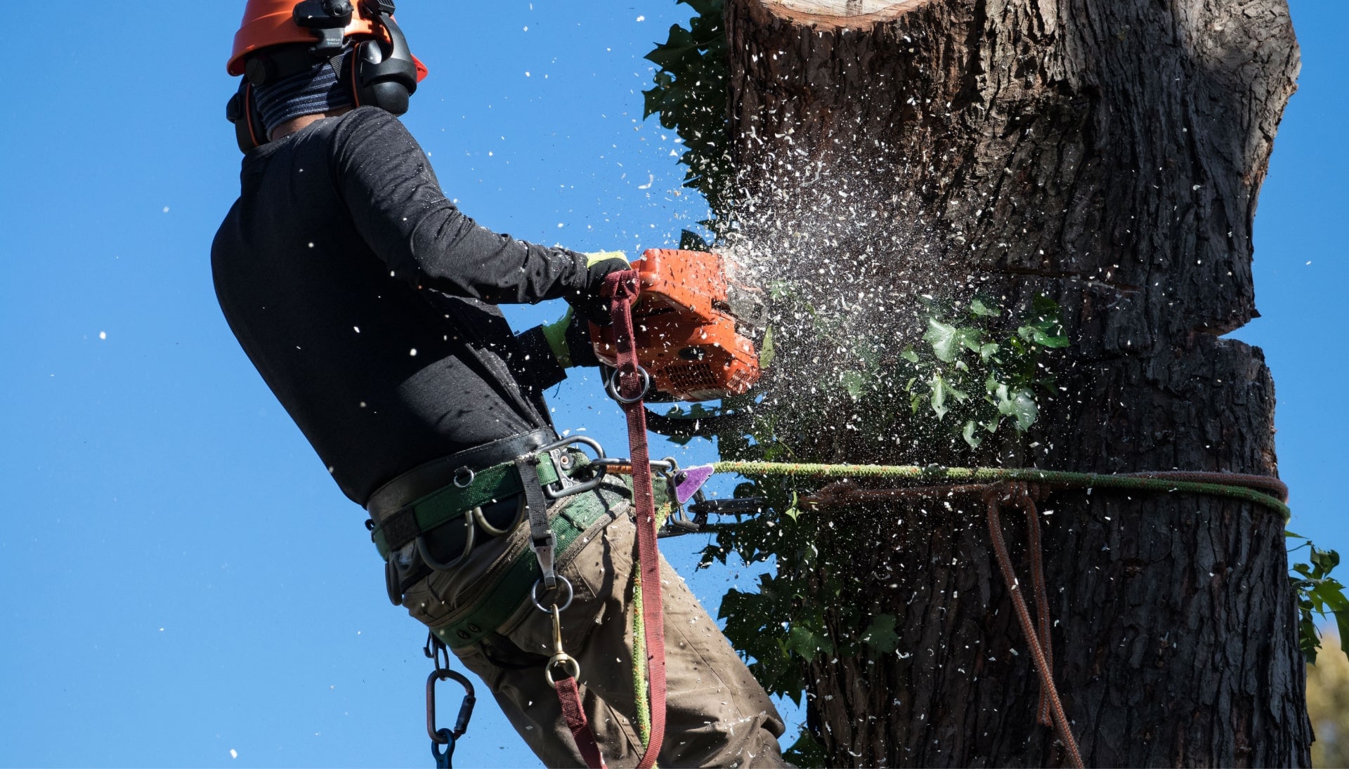 Professional Tree removal solutions in Boston